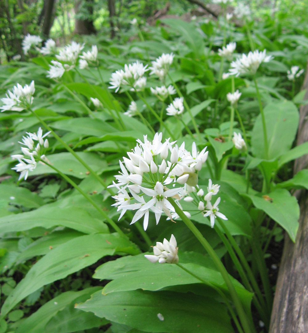 Ramsløk i blomst Foto: Øystein Røsok. Ramsløk i blomst