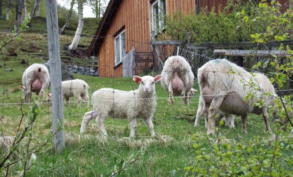 Foto: Statsforvaltaren i Vestfold og Telemark